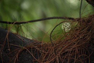 Arka planda bulanık yeşillik olan bir orman zeminindeki çam iğnelerinin yakın çekim görüntüsü doğayla bir huzur ve bağlantı hissi uyandırıyor..