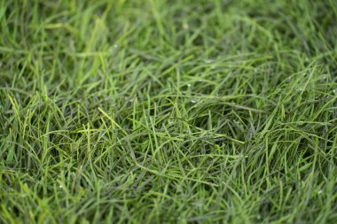 Canlı yeşil çimenler ve çiy damlaları sakin doğal bir manzara yaratıyor.