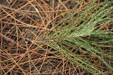 Yeşil ve kahverengi yaprakların karışımıyla orman zeminine saçılmış çam iğneleri.