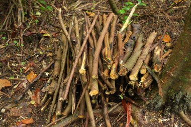 Ağaç gövdeleri ve yapraklarla çevrili bir orman ortamında kesilmiş dallar ve sopalar.