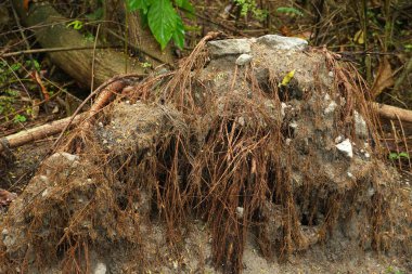 Dağılmış kökleri olan yıpranmış bir ağaç kütüğü, sakin bir orman manzarasının ortasında oturur. Doğanın dayanıklılığını ve zamanın akışını anımsatır..