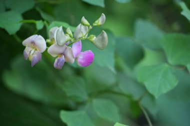 Geniş bir fasulye bitkisinin canlı pembe ve beyaz çiçeklerinin yakın plan görüntüsü yeşil yaprakların yemyeşil zeminine kurulmuş, sakin bir bahçede doğanın güzelliğini gözler önüne seriyor..
