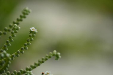 Yumuşak bir arka plan üzerine kurulmuş küçük beyaz çiçekler ve yeşil saplar doğanın ince güzelliğinin karmaşık detaylarını yakalıyor..