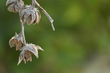 Bir dala bağlanmış kurumuş tohum kabuklarının yakın plan görüntüsü, yumuşak, bulanık yeşil bir zemin üzerine kurulmuş, doğa ve dinginlik hissi uyandıran.