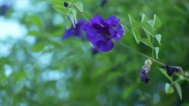 Büyüleyici bir yakın çekim, canlı mor bir kelebek çiçeğinin karmaşık güzelliğini gözler önüne seriyor. Yumuşak, bulanık yeşil yapraklardan oluşan bir arkaplanda belirgin bir şekilde sergileniyor..