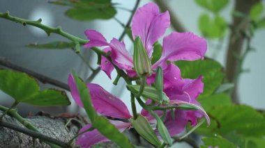 Bu detaylı yakın plan görüntüde bir dalın üzerinde zarif bir şekilde açan orkide benzeri güzel pembe bir çiçek kümesi yer alıyor. Çarpıcı yapraklar, narin yapıları ve canlı renkleriyle yeşil yaprakların arka planına karşı dururlar....