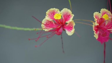 Bu soyut görüntü, soluk gri bir arkaplana karşı yeşil bir sarmaşığın ya da yaprağın yumuşak kıvrımlarına odaklanan yumuşak, bulanık bir kompozisyon sunar..