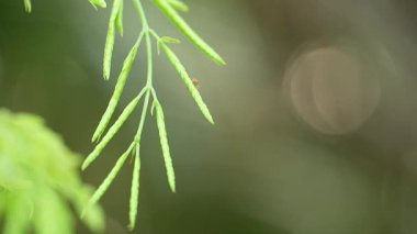 Hassas, uzatılmış yeşil bitki daldan sarkan, sıcacık, yumuşak bokeh ışıkları ile güzel bulanık bir arka plana karşı ruhani bir sahne oluşturur..