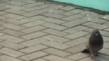 İki güvercin desenli gri bir tuğla kaldırımda görülür, biri belirgin bir şekilde dururken, diğeri ise şehir manzaralarının tipik bir örneği olan alt kenarda kısmen görünür..