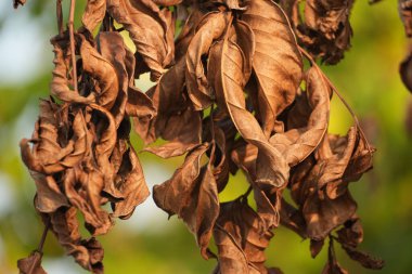 Yakın plan bir daldan sarkan buruşuk, kurumuş kahverengi yaprak kümesini gösterir. Yumuşak, bulanık yeşil arka plan derinlik oluşturur..