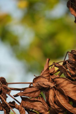 Kurumuş kahverengi yapraklar ön plana hükmediyor, yumuşak yeşil yaprakların arka planı bulanık ve mavi bir gökyüzü var..