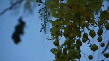 Zarif altın duş ağacı kümeleri nazikçe asılır, yumuşak, bulanık mavi arka plana karşı güzel bir kontrastlık yaratır, sakinlik hissi uyandırır..