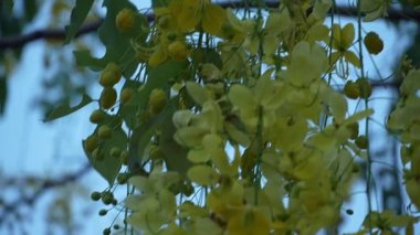 Canlı sarı çiçek kümelerinin güzel bir görüntüsü zarif bir şekilde asılır, yumuşakça bulanık mavi arka plana bir renk katar, doğanın narin sanatını yakalar..