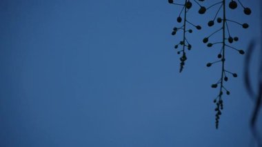 Narin bitki dalları zarif bir şekilde mavi gökyüzüne asılarak geniş bir kopya alanı olan sakin ve minimalist doğal bir zemin oluşturur..