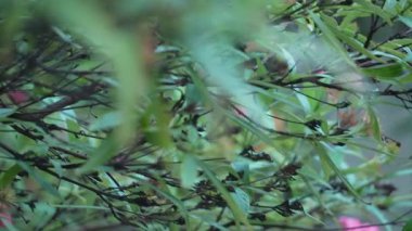 Güzel bir pembe çiçek kümesi, muhtemelen yıldız kümeleri, bulanık yeşil yapraklarla çevrili, yumuşak odak noktasında görünür, rüya gibi bir çiçek manzarası yaratır..