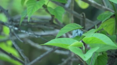 Yumuşak, bulanık yeşil yapraklar ve dallar doğal ortam iletimi için mükemmel, dingin ve organik bir arka plan sağlar..