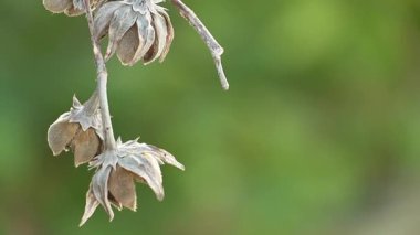 Kurumuş tohumların yakın çekimi zarif bir şekilde bir dala asılı, doğal güzelliği vurgulayan bulanık yeşil bir arka planı var..