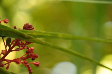 Küçük kırmızı tomurcuk kümeleri ve küçük çiçekler, yumuşak, ruhani yeşil bir bokeh arka plan tarafından güzelce çerçevelenmiş bir gövde üzerinde görülür..