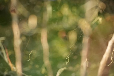 Yumuşak, bulanık bir görüntü açık kahverengi saplar ve narin iplikler, çok yeşil bir zemin ile güzelce zıt..