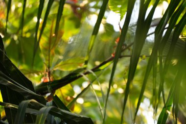 Güneş ışığı canlı yeşil tropikal yaprakların arasından akar. Yumuşak, rüya gibi bir etkiyle ormanın doğal güzelliğini ve bereketini vurgular..