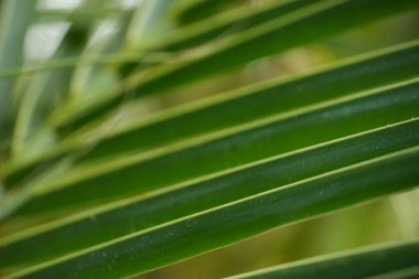 Bu makro çekim, karmaşık doğrusal desenleri ve sağlıklı bir palmiye yaprağının zengin yeşil rengini vurgular, doğal arka plan için idealdir..