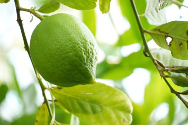 Bu yakın plan, dalında yemyeşil yapraklarla çevrili parlak, olgunlaşmamış bir kireç yakalıyor. Bu da taze ve doğal bir büyüme olduğunu gösteriyor..