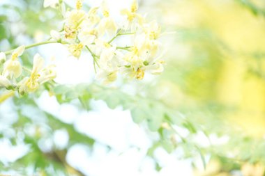 Küçük beyaz çiçekler, sarı ve yeşil bokeh 'in çok parlak, ruhani arka planına karşı dururlar, güneşli ve doğal bir havayı yakalarlar..