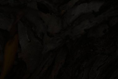 Son derece karanlık bir görüntü, ağaç kabuğunun derin ve karmaşık dokularını yakalar, doğanın engebeli desenleri ve gölgelerini inceden inceye inceler..