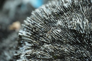 Aşırı derecede yakın plan, yıpranmış mercan ya da kayanın inanılmaz detaylı ve engebeli yüzeyini vurgular, eşmerkezli desenler içerir..