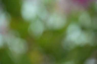 Çekici, soyut bir arka plan. Küçük, yumuşak bokeh ışıklarla dolu. Parlak yeşil bir tuval üzerinde pembe ipuçlarıyla parıldıyor..