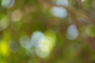 Büyüleyici, soyut bir arka plan. Sükunetli bir yeşil orman zeminine batmış, parıldayan güneş ışığını gösteriyor..