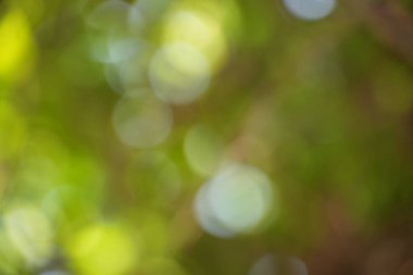 Büyüleyici ve parlak yeşil bir bokeh arka plan sunumlar, web siteleri ya da sakin ve doğal bir dokunuşa ihtiyaç duyan her proje için mükemmeldir..