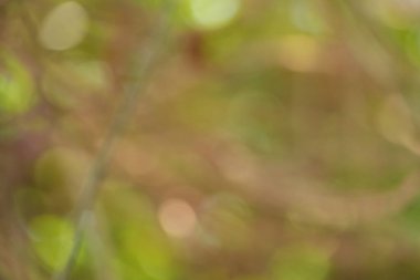 Büyüleyici bir arka plan. Sıcak toprak tonlarını ve yumuşak bokeh efektlerini gösteriyor. Rahatlık ve doğal güzelliği çağrıştırıyor..