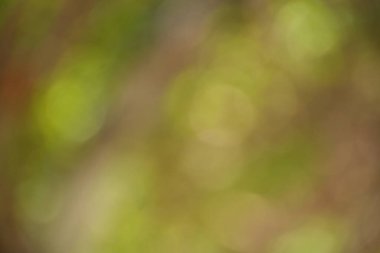 Bu sakin görüntü yumuşak yeşil bir bokeh arkaplan sunuyor, çeşitli tasarımlarda sakinlik ve doğal dinginlik hissi uyandırmak için mükemmel..