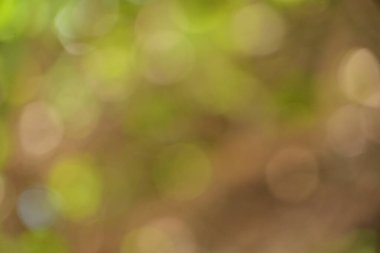 Bu görüntü rahatlatıcı bir bokeh arkaplanı sunar. Sıcak yeşil ve kahverengi tonlarıyla. Bulanık ışıklar, çeşitli tasarım uygulamaları için ideal barışçıl ve doğal bir soyut doku sunar..