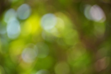 Canlı yeşil yeşillik ve parlak ışık çemberleri içeren canlı bir bokeh arkaplan. Bu enerjik ve taze soyut doku doğa, büyüme ve iyimserlik temaları iletmek için mükemmeldir..