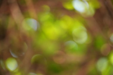 Yumuşak, ılık güneş ışığı tarafından yaratılmış, bulanık yeşil ve kahverengi elementlerin rüya gibi bir arka plan. Bu doğal görünüm, huzur ve yumuşak sıcaklığı çağrıştırıyor. Huzurlu temalar için ideal..