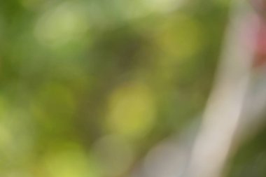 Yeşil ve altın renklerin nazik etkileşimini gösteren büyüleyici soyut bir arka plan, her projeye doğal ve yumuşak bir dokunuş eklemek için mükemmel..