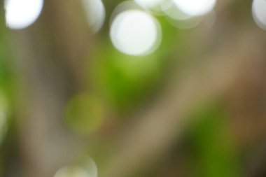 Gelişmiş soyut bir zemin. Çok sayıda parlak beyaz flaşlı ışık, sessiz yeşil ve kahverengi bir manzarayı zarifçe noktalıyor. Huzurlu ve şenlikli bir hissi çağrıştırıyor..