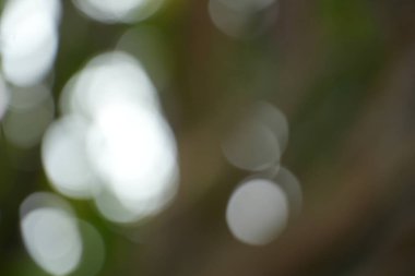 Yumuşak ışık noktaları, bu soyut bokeh arka planda koyu yeşil ve toprak kahverengi tonlarla harmanlanır ve projeleriniz için sakin ve doğal bir görsel doku sunar..