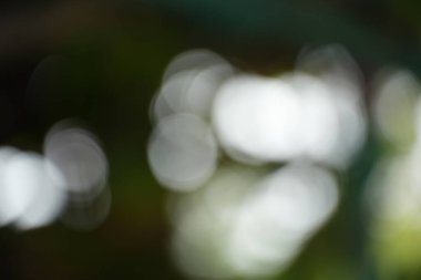 Yoğun beyaz bokeh ışıkları koyu yeşil bir zemin üzerinde duruyor, gizemli, orman benzeri bir atmosfere sahip dramatik ve zengin bir arkaplan oluşturuyor..