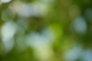 Yumuşak, dağınık bokeh 'in sakin ve az tanımlanmış doğal bir doku yarattığı bu sessiz, yeşil soyut arkaplanla sakin bir deneyim yaşayın.