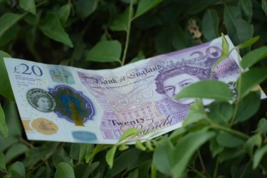 Canlı yeşil yeşilliklerden çıkan ve saklı zenginlik ya da finans sektöründeki doğal büyüme fikirlerini anımsatan çıtır çıtır bir 20 poundluk banknot..