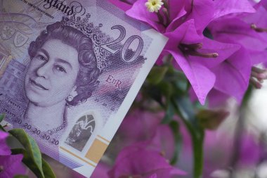 Bu açılı yakın plan, kısmen mor bougainvillea çiçeklerinin çarpıcı rengiyle süslenmiş 20 poundluk bir banknota odaklanıyor..