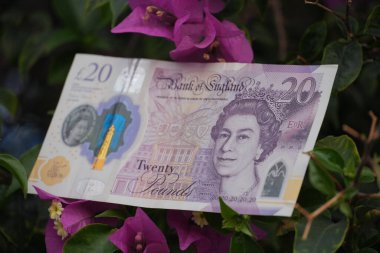 20 pound 'luk banknot, parlak mor bougainvillea çiçekleri ve yeşil yaprakların arasında güzelce sergilenir..