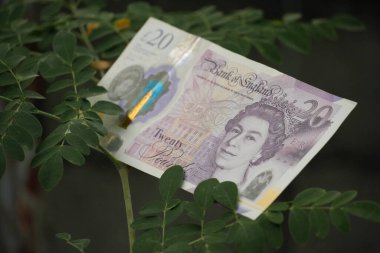 Bu resim, doğal, büyüyen bir çevre içinde paranın barışçıl bir şekilde temsil edilmesini sunan, küçük, narin yeşil yapraklarla süslenmiş ince bir bitki kökü tarafından desteklenen 20 pound değerindedir..