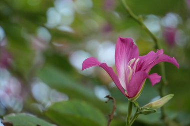 Göz kamaştırıcı pembe bir tropikal çiçek, muhtemelen bir Bauhinia, narin taç yapraklarını ve canlı rengini hafif bulanık yeşil ve aydınlık arka planda gösterir..