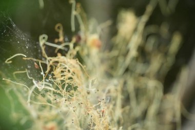Karmaşık, açık renkli, kurumuş organik ipliklerden oluşan bir makro çekim, kısa koyu lekelerle birleşerek soyut bir doğal desen yaratıyor..