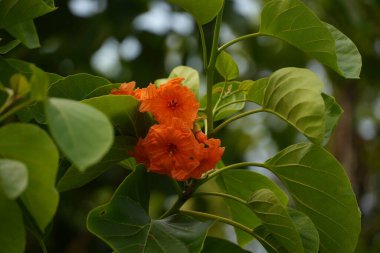 Canlı turuncu çiçek kümeleri, canlı bir tropikal ortamın tipik koyu yeşil yapraklarına karşı güzelce sergilenir..