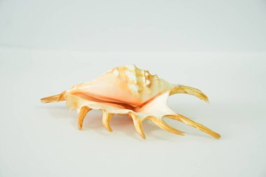 Bu çarpıcı turuncu deniz kabuğu ince dikenli deniz yaşamının güzel bir temsilini sunuyor. Karmaşık tasarımı ve sıcak renkleri tropikal plajları çağrıştırıyor..